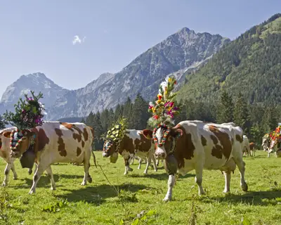 Almabtrieb am 24. September 2011  von der Gernalm nach Wiesing im Inntal