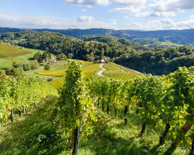 Famous Heart shaped wine road in Slovenia in autumn, Heart form - Herzerl Strasse, vineyards in autumn, Spicnik