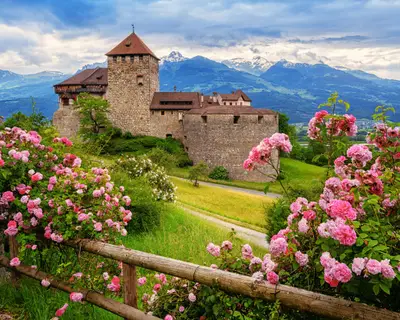 Vaduz castle, Liechtenstein, in the Alps mountains, with beautiful blooming pink rose flowers