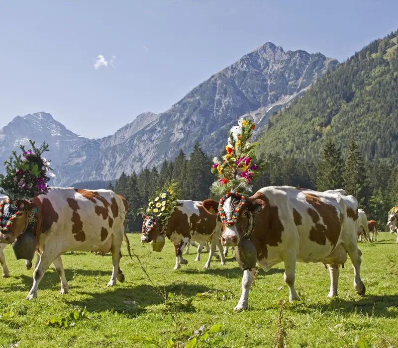 Zillertaler Almabtrieb in Fügen