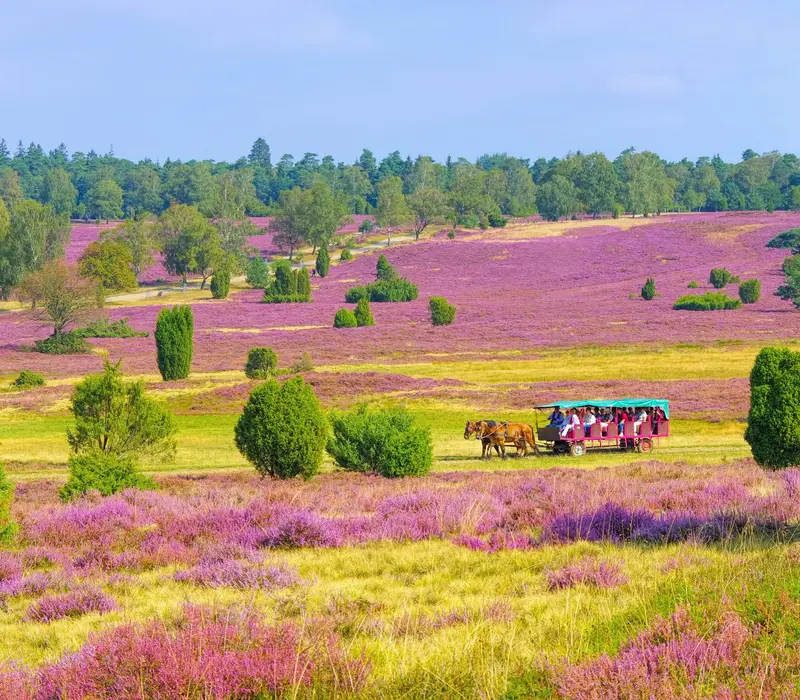 Lüneburger Heide