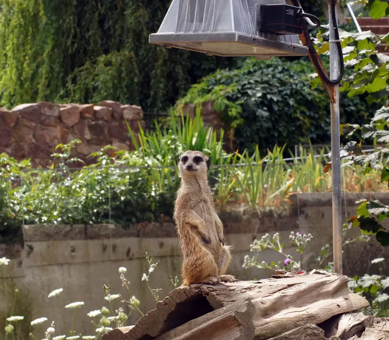 Halle Bergzoo und Halloren-Erlebniswelt