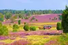 Lüneburger Heide