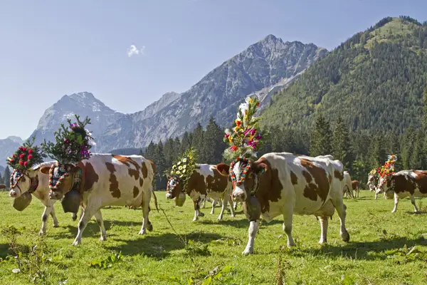 Zillertaler Almabtrieb in Fügen