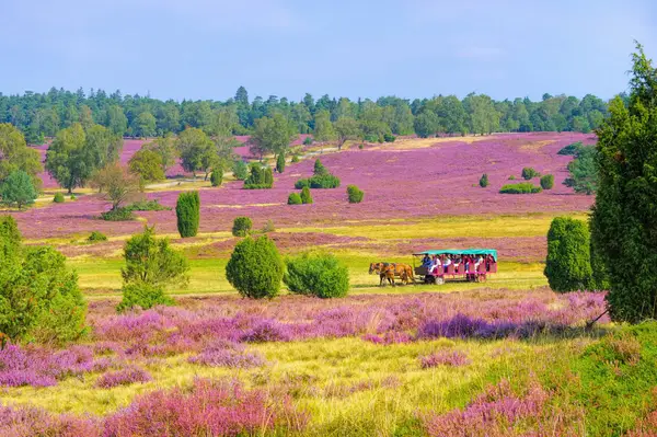 Lüneburger Heide