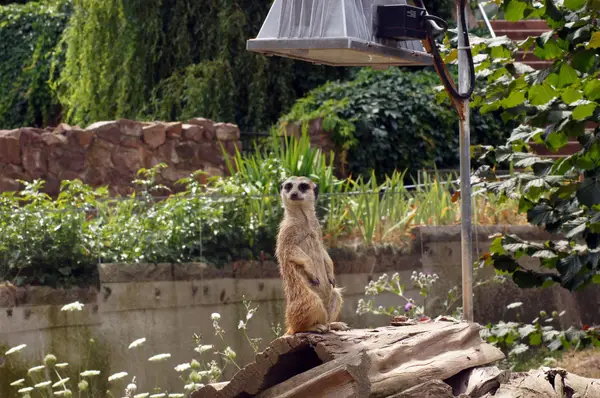 Halle Bergzoo und Halloren-Erlebniswelt